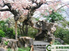 生態園假樹 co土木在線